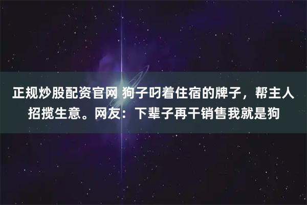 正规炒股配资官网 狗子叼着住宿的牌子，帮主人招揽生意。网友：下辈子再干销售我就是狗